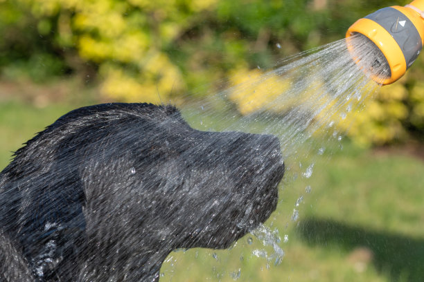 黑色拉布拉多图片下载