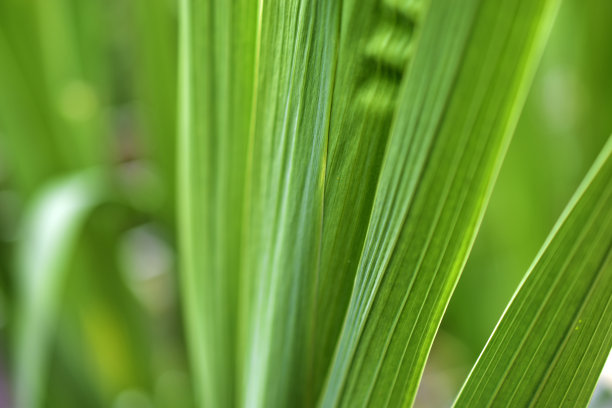 背景绿色平坦的叶子植物在花园里图片下载