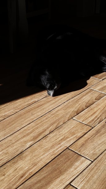 阳光下的狗图片下载