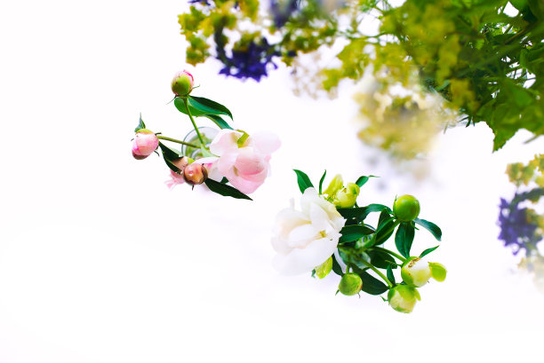 白色和粉红色的牡丹和野花在孤立的白色背景上。图片下载