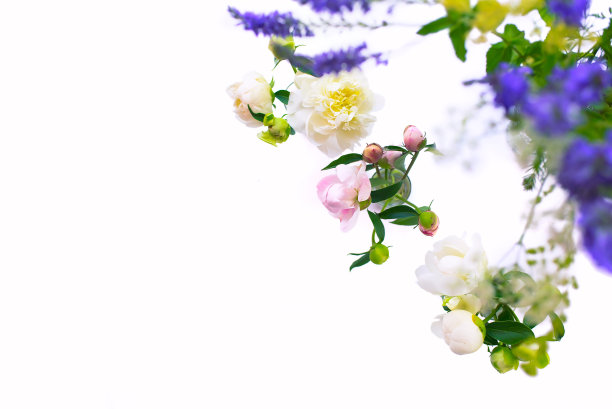 白色和粉红色的牡丹和野花在孤立的白色背景上。图片下载