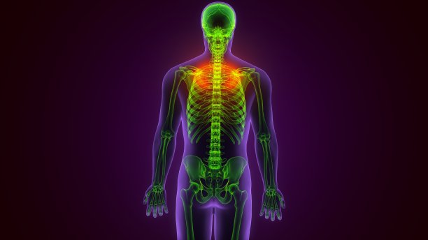 人体骨骼解剖肋骨Cage第1骨3D渲染医学概念图片下载