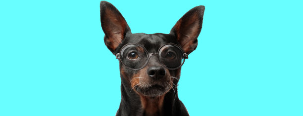 可爱而严肃的Pincher狗，无所事事地坐着图片下载