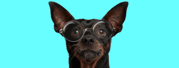 可爱的书呆子Pincher狗戴着眼镜，看着镜头图片下载