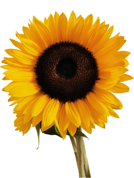 向日葵图片下载