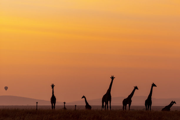 在肯尼亚马赛马拉，长颈鹿在橙色的夕阳下行走的剪影图片下载