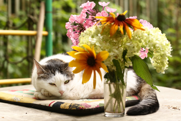 乡村有趣的猫户外特写照片放松与绿色花园的花拼接枕头图片下载