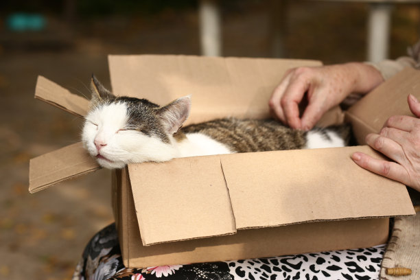 乡村有趣的猫在盒子的膝盖上与女人抚摸的手近距离的照片在夏天的花园背景图片下载