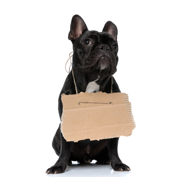 可爱的法国斗牛犬，戴着领养标志，做着小狗的眼神图片下载