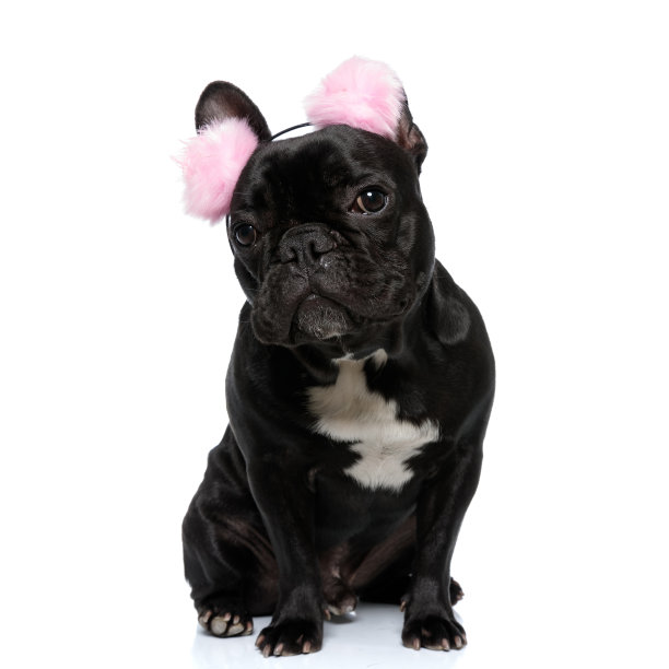 好奇的法国斗牛犬小狗戴着毛茸茸的粉色耳套，坐着图片下载