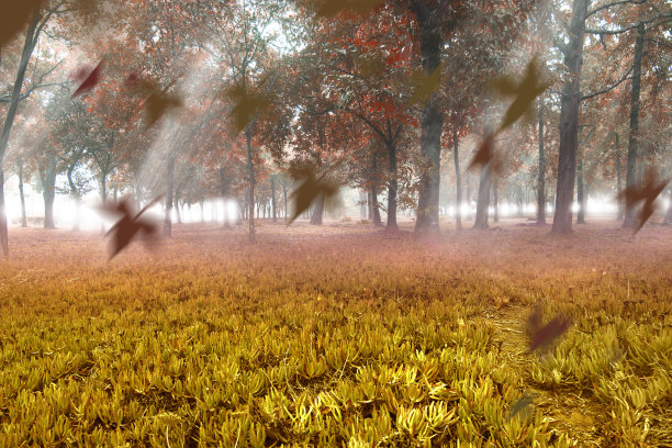 有风的森林图片下载