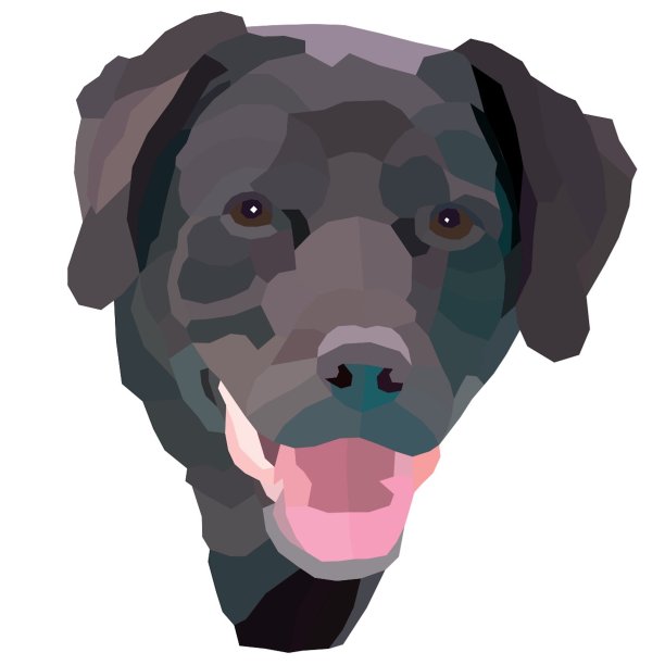 黑色拉布拉多图片下载