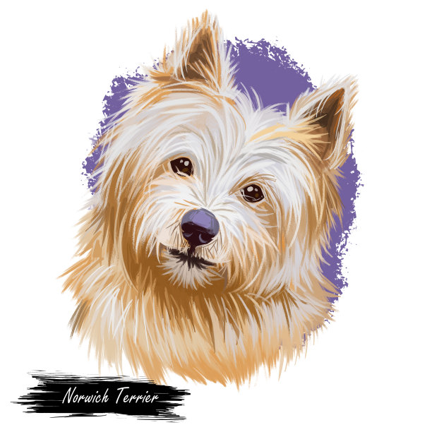 诺威奇犬宠物与长毛和善良的口吻数字艺术。犬类狼疮，英国起源的宠物，水彩肖像和文字品种名称。家养动物狗狗猎犬图片下载
