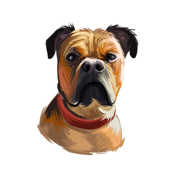 马洛坎佩罗的狗肖像孤立。数字t恤印花和小狗封面设计，剪贴画。马略坎獒犬，佩罗·杜戈，马略坎犬，马略坎斗牛犬。图片下载