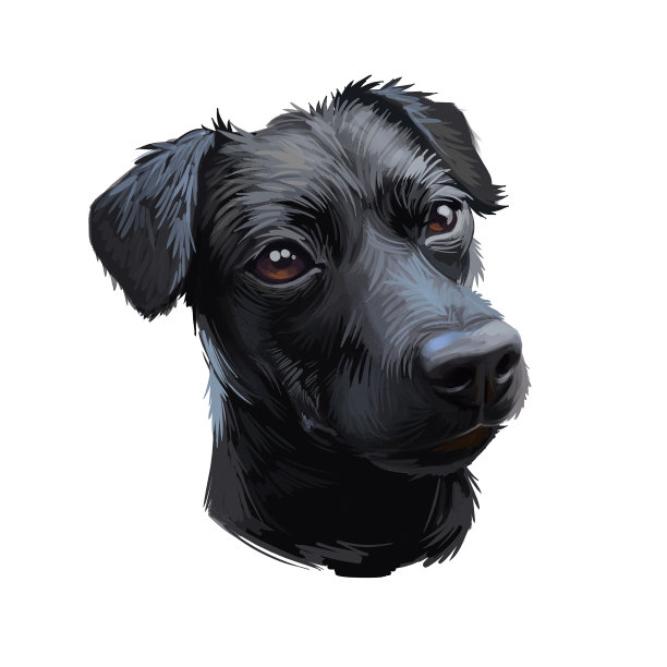 帕特代尔梗犬肖像孤立在白色。手绘狗的网络，t恤印刷和小狗食物封面设计，剪纸的数字艺术插图。纯黑色，t恤印花。图片下载