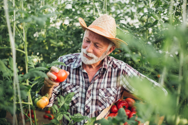 一位资深农民从他的有机花园采摘西红柿的肖像图片下载
