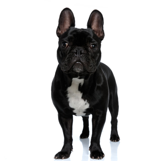 忠诚的法国斗牛犬小狗向前看并站着图片下载
