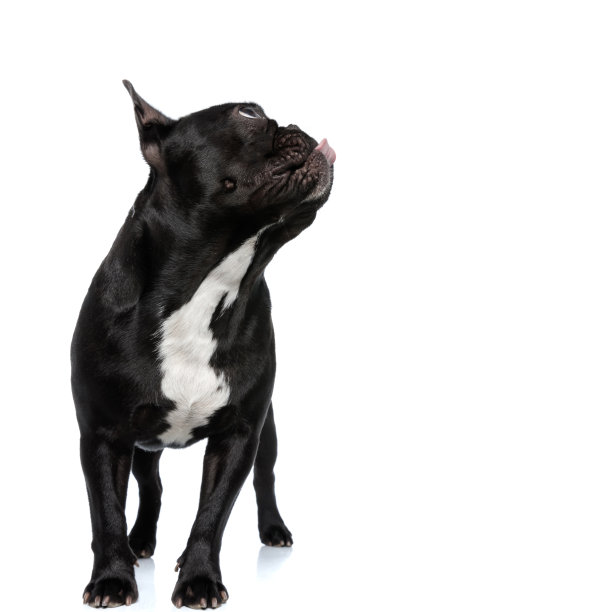 乞讨的法国斗牛犬小狗抬头看和喘息图片下载