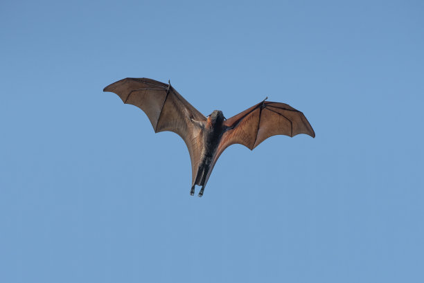 蝙蝠在蓝天下飞行图片下载