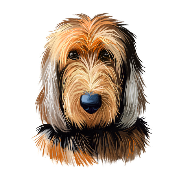 奥达猎犬宠物长毛皮孤立水彩人像数字艺术。犬类宠物，家养动物，原产于英国。带有文字品种名称的犬类海报图片下载