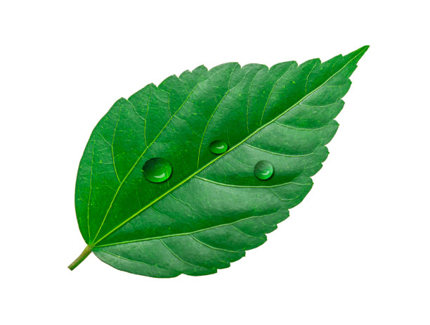 热带绿叶与水滴孤立在白色背景图片下载