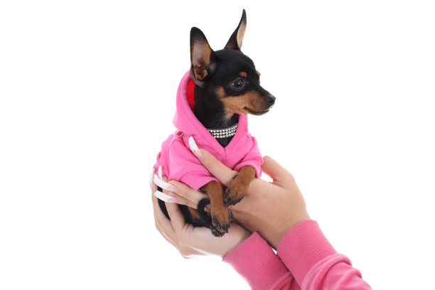 可爱的小狗在女性的手中图片下载