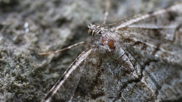 伪装蛾在拉比山谷图片下载