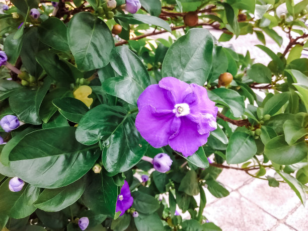 紫色在春天图片下载