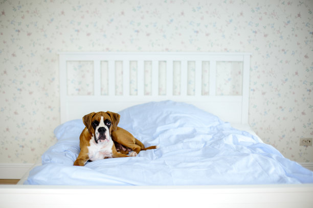 狗在床上图片下载