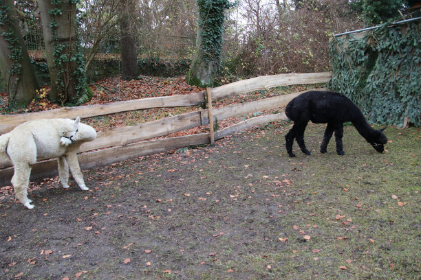 两只羊驼在篱笆围起来的地方吃草图片下载