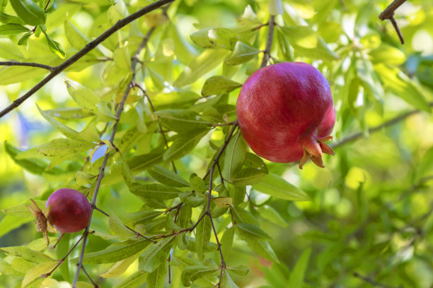 秋天，成熟的石榴挂在树上图片下载