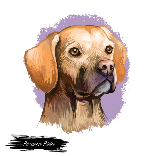 葡萄牙指示犬肖像孤立在白色。数码艺术插画的狗为网页，t恤打印，小狗食物封面设计。佩迪盖罗葡萄牙品种，猎犬，红腿鹧鸪狩猎。素材图片