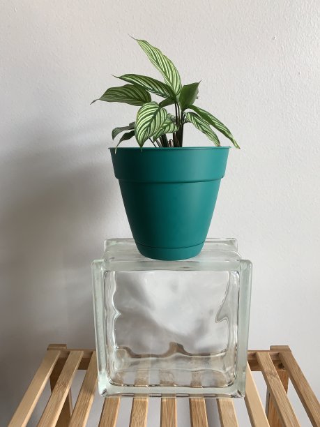 玻璃上的祈祷植物图片下载