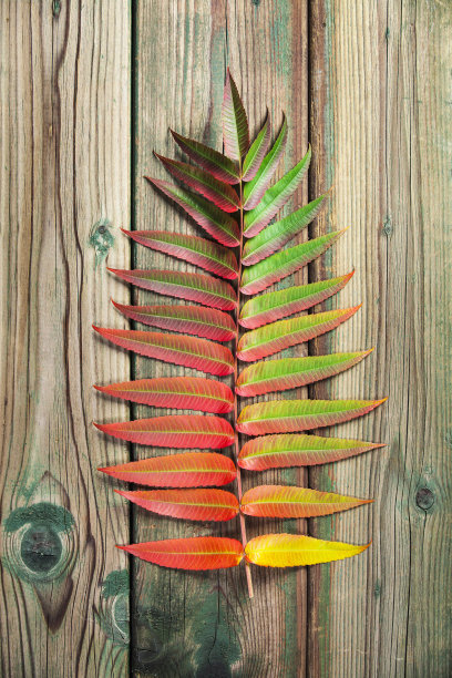 秋叶落在木制的背景下，平躺着图片下载