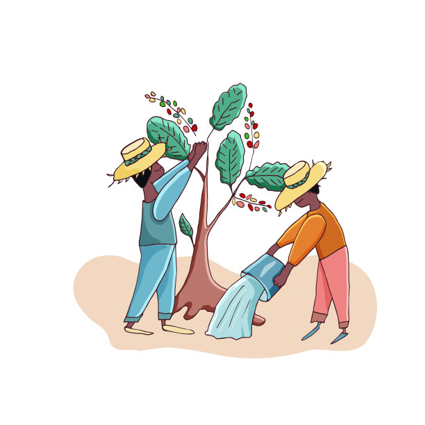 农民收获咖啡并浇灌咖啡树图片下载