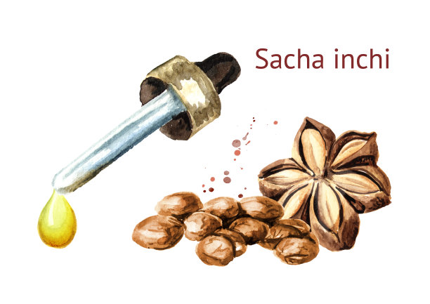 沙夏Inchi油滴。水彩手绘插图，孤立的白色背景图片下载