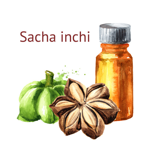 沙夏Inchi油和坚果。水彩手绘插图孤立的白色背景图片下载