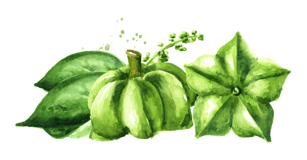梧桐花生，鲜绿蒴果，果仁。水彩手绘插图孤立的白色背景图片下载