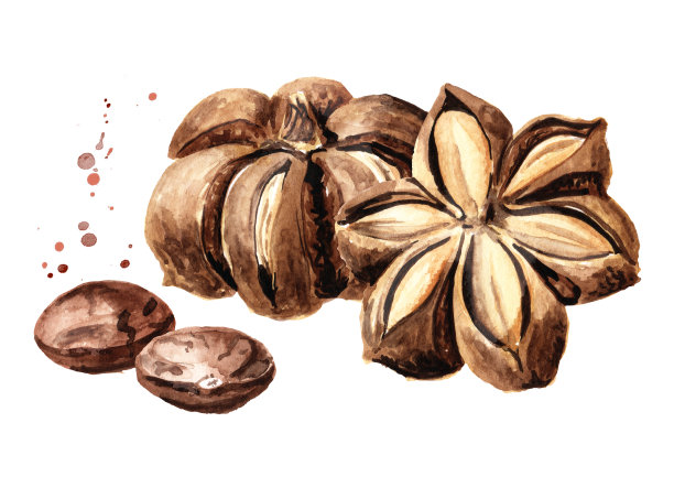 印加花生，印加豌豆或星形豌豆。水彩手绘插图，孤立的白色背景图片下载
