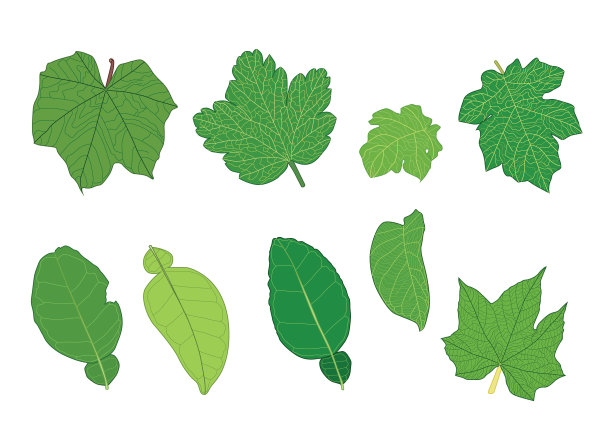 绿叶鲜抽象孤立在白色背景插图向量图片下载