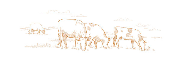 牛在草地上吃草。手绘草图。动物农场。奶产品。农村景观全景。牛奶生产。它们在田野里吃草。图片下载