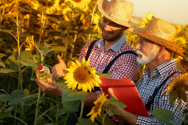 向日葵的生产效益图片下载