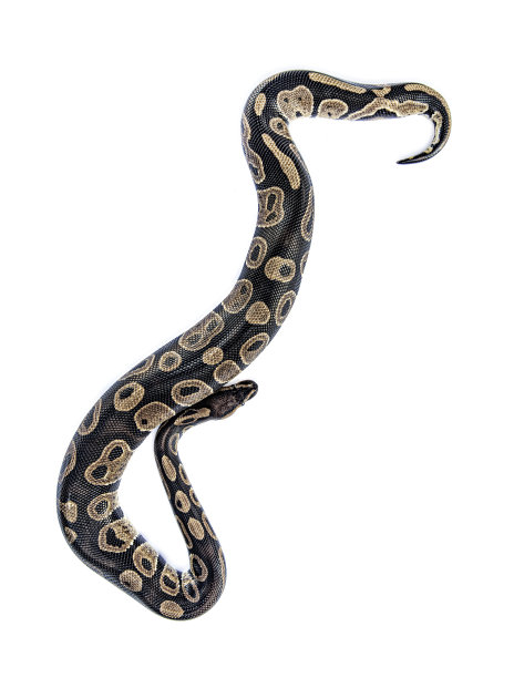 白色背景上的皇家巨蟒图片下载