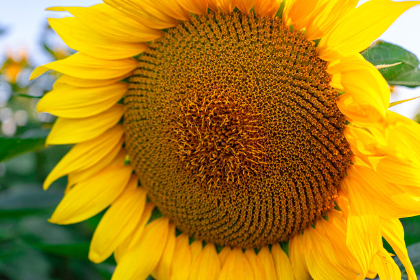 法国中西部的向日葵田在日落时盛开图片下载