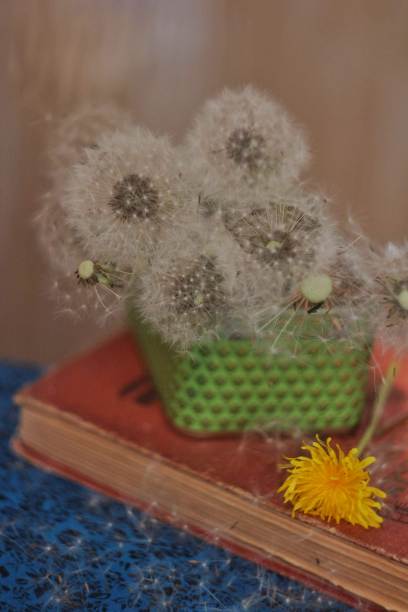 秋天的蒲公英图片下载