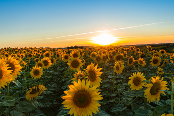 日落时分，法国中西部盛开的向日葵田图片下载