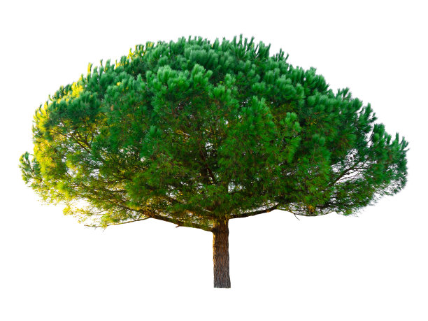 白色背景上的绿树。图片下载