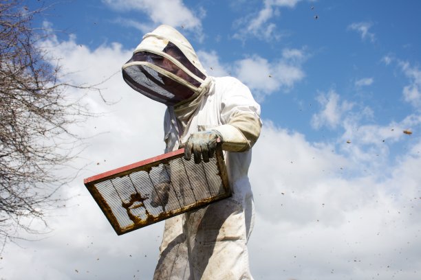 养蜂人春季清理蜂箱图片下载