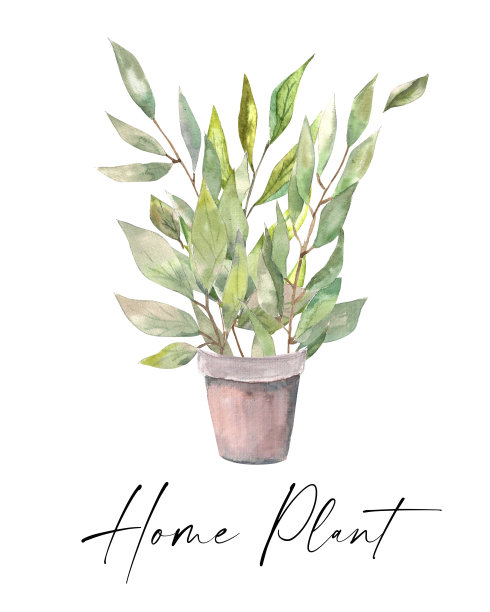 水彩插图。花盆里的绿色植物。金属化花盆里的月桂叶和枝。图片下载