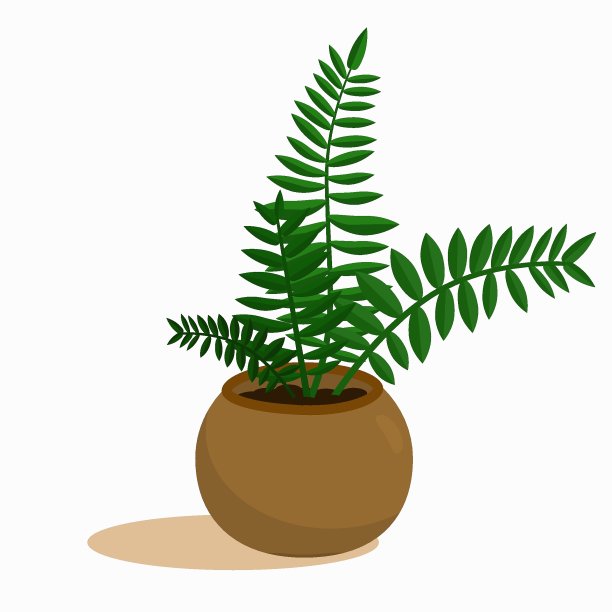 家庭和办公室的盆栽植物叫做Zamioculcas zamiifolia图片下载